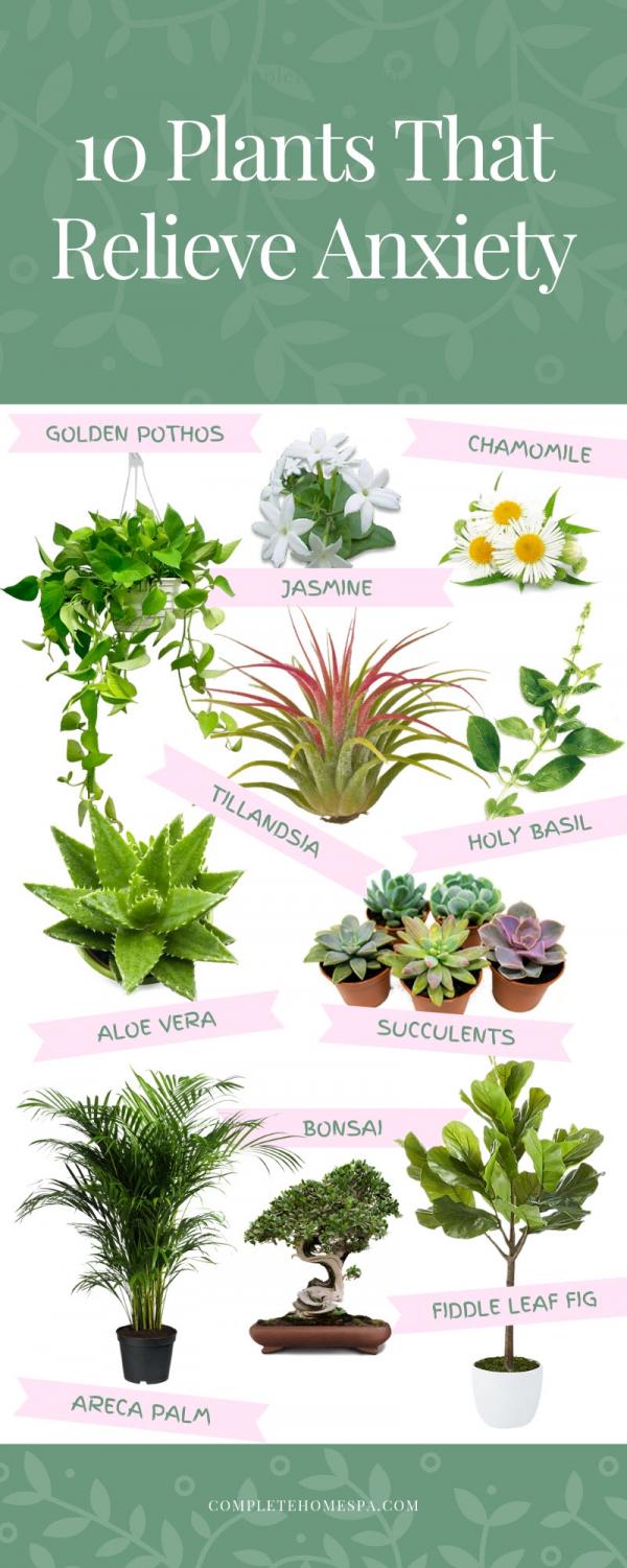 Surprising Benefits Of Household Plants Around The House The Chant