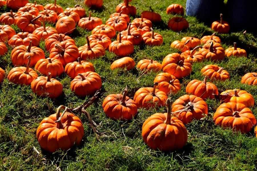 Legacy Park Pumpkin Fest draws in residents for 19th annual celebration