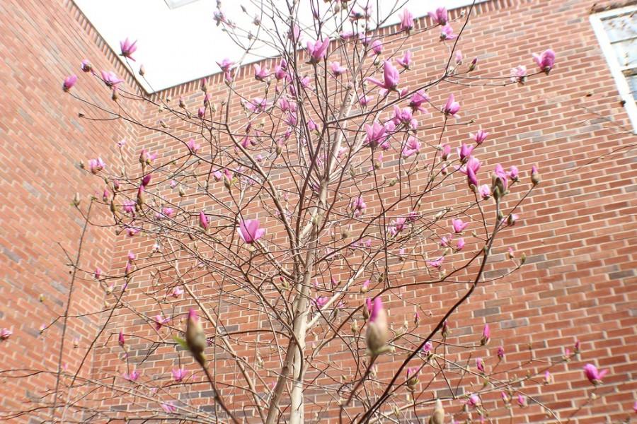 The trees of NC blooming with pink flowers signal NC students that spring is here!
