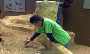 At the Backyard Playground exhibit,  each student got the chance to act like an anthropologist and dig up fossils. 
