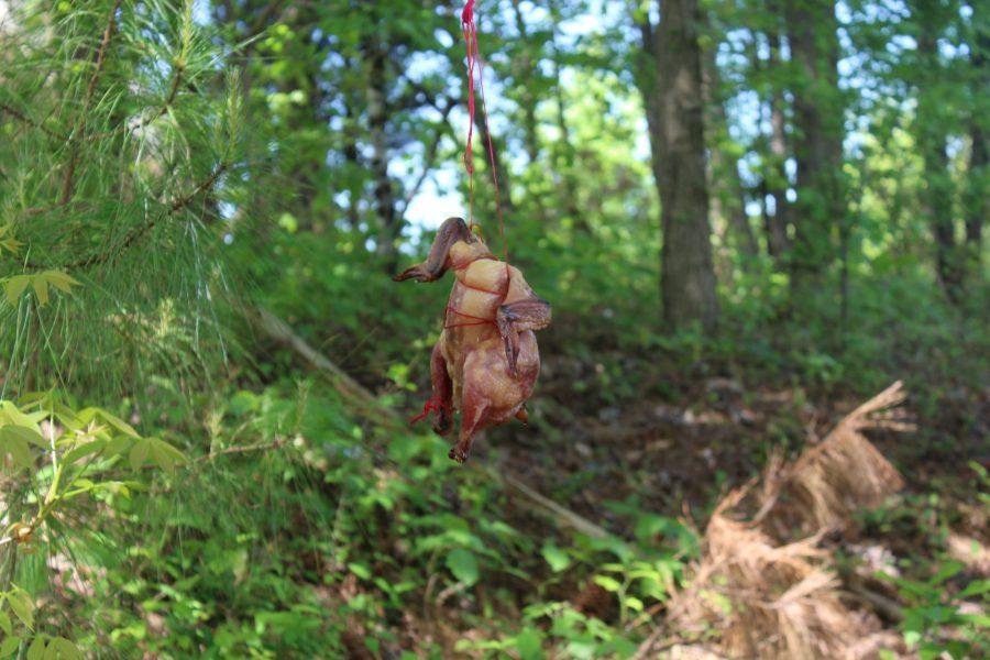 Ms. Aughey’s Forensic Science classes are examining decomposition in a unique way, through chickens. Students were to hang or bury their raw chickens and check in every two days to see the natural changes occurring. 