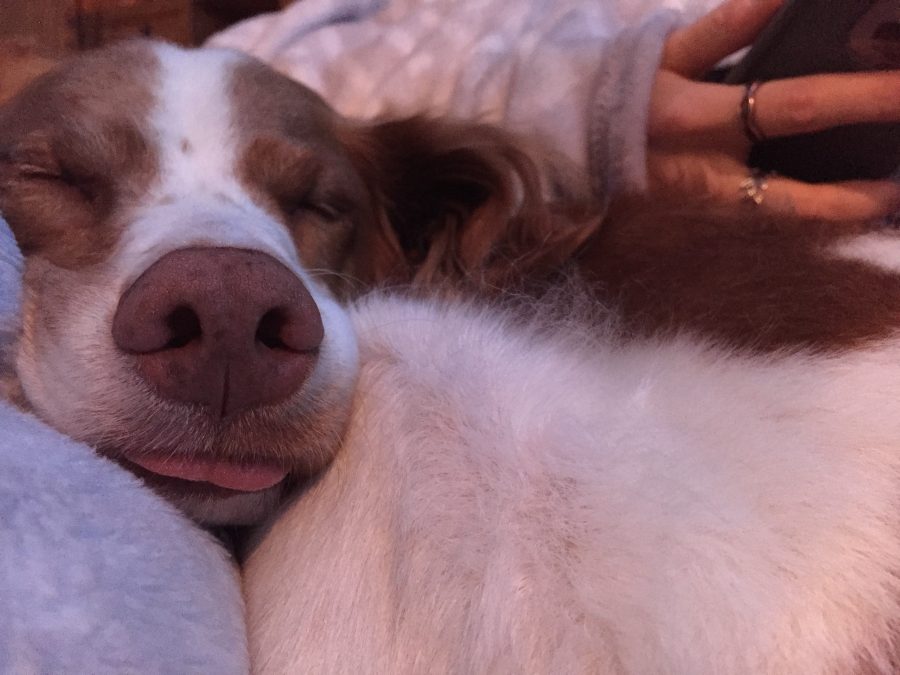 Indy, the puppy named after Indiana Jones, warms and loves his human while he sleeps, serving his purpose. Dogs are a blessing to humanity, and the movie A Dogs Purpose has an in-depth look at what these creatures do to make our lives so much better. 
