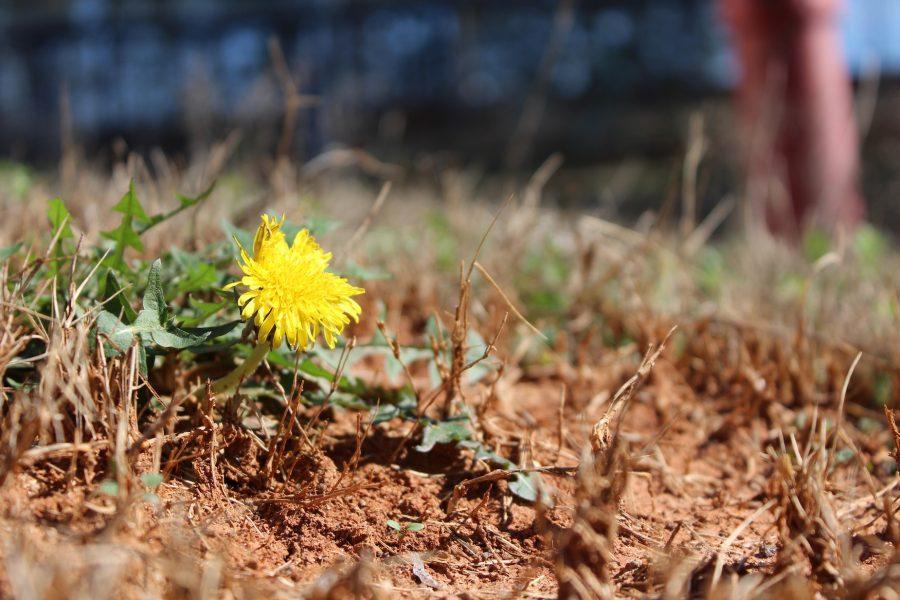 A flower blooms mid February on NC’s campus, symbolizing the abnormal weather Georgia experiences daily. While Mother Nature continues to surprise us, NC students and teachers reluctantly adapt to the spasmodic weather patterns.   