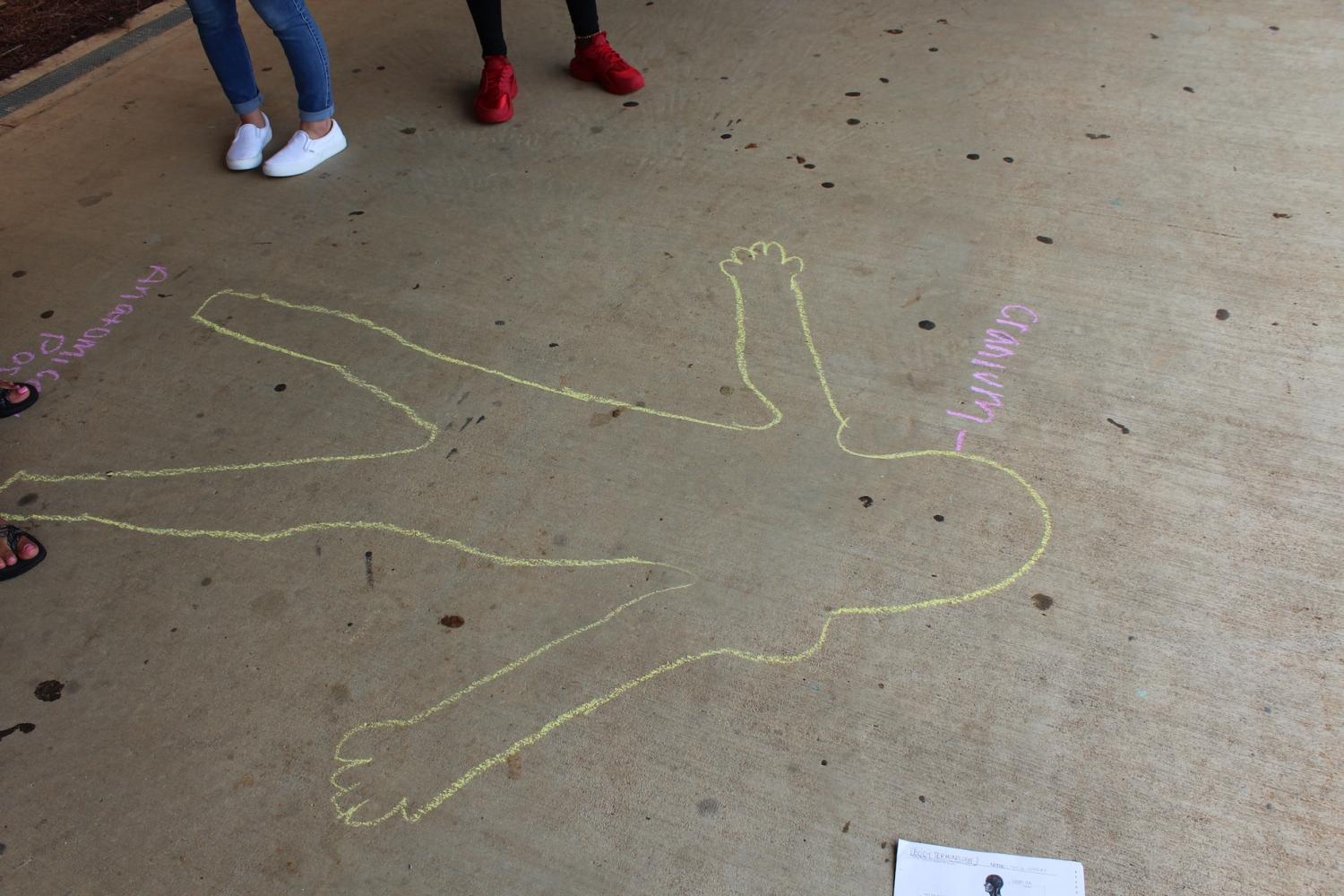 Today%2C+Mrs.+Adams%E2%80%99+third+period+anatomy+class+partnered+up+to+trace+and+label+the+body+system.+They+sketched+the+body+in+both+prone+and+anatomical+positions%2C+a+fundamental+concept+in+anatomy.+%E2%80%9CIts+a+fun+activity+and+it+helps+me+visualize+how+the+body+works%2C%E2%80%9D+junior+Moya+Perez+said.++