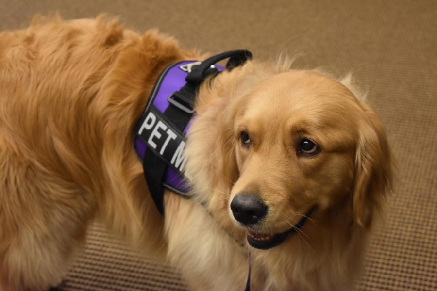 Caring Paws utilizes therapy dogs in order to help children across the nation cope with stress. They hold events at schools during finals, airports to help with the stress of travel, libraries to improve reading confidence, and numerous other locations. 