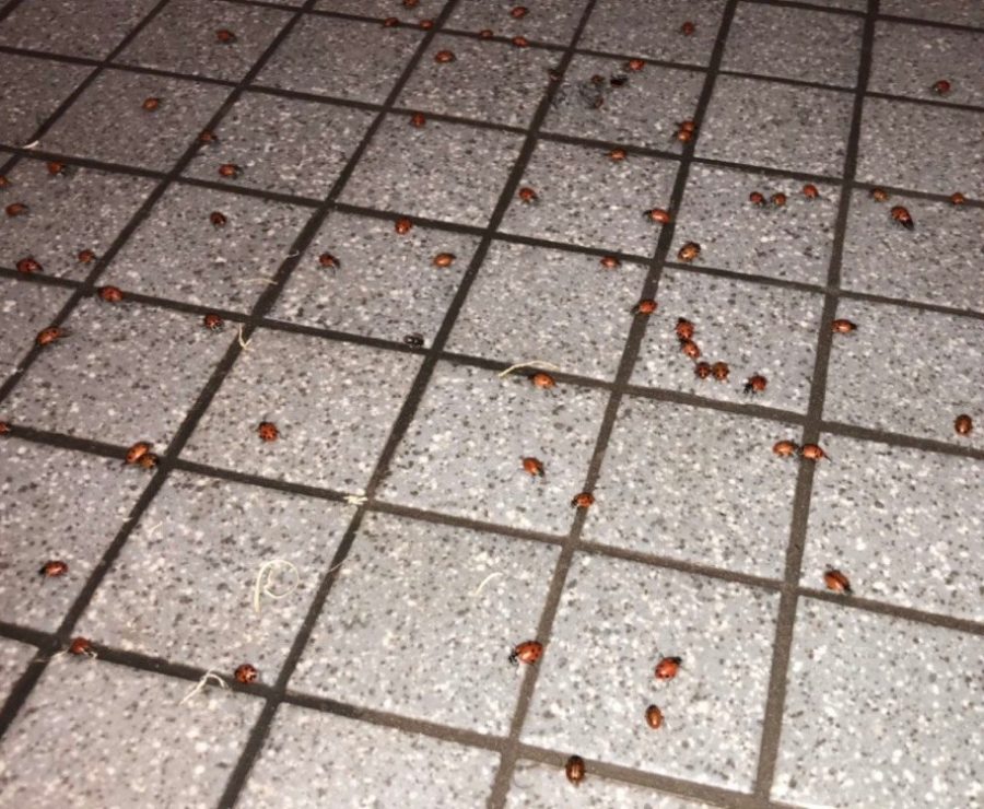 As part of the senior pranks, someone released a nest of ladybugs into the boys bathroom in the 800 hallway. Students posted videos and pictures all over social media denouncing the questionable prank, wondering who did it and why. It was disgusting, they were crawling over the walls, buzzing near the lights. I just wanted to know where they got the ladybugs from, senior Ulises Delgadillo said. 