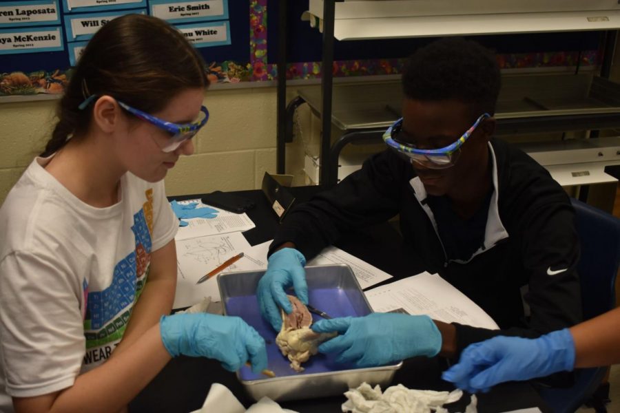 As part of the NC Anatomy class with teacher Julie Hopp, junior Spencer Williams and freshman Tatiana Sidorova examine and dissect a sheep’s heart to identify and label the different parts on a hand out. The objective? To develop a concrete understanding of the heart’s components and functions. “I learned how the heart works, and all the different paths,” Williams said.