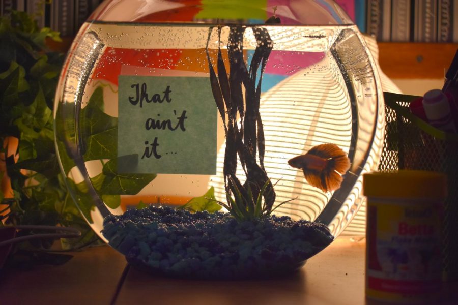 Say hello to the new addition to The Chant’s staff, Chief, the male betta fish. After debates of what type of fish The Chant should purchase, seniors Isabella Keaton and Tara Anastasoff made the ultimate decision to purchase the purple and pink betta. The staff together decided to name him Chief as Anastasoff wrote on a sticky note, “that ain’t it…” to match the popular new catchphrase “that ain’t it chief.”
