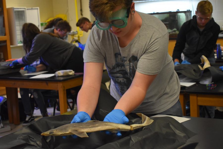 Mr.+Evans%E2%80%99+Oceanography+class+dove+into+studying+the+shark%E2%80%99s+anatomy+by+dissecting+one+in+class.+Students+cut+and+examined+parts+of+the+shark+to+further+visualize+what+helps+the+shark+function%2C+instead+of+looking+at+a+textbook.+%E2%80%9CThe+dissection+helped+me+because+we+are+learning+about+the+shark%2C+but+pictures+and+diagrams+do+not+really+help.+Seeing+the+real+thing+helps+you+get+an+inside+of+the+topic%2C%E2%80%9D+junior+Priscilla+Peterson.+%0A