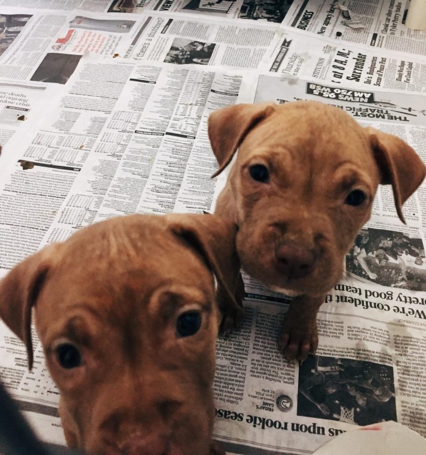 Petland, one of the pet stores in the Kennesaw/Acworth area, faced yet another scandal for poor treatment of the puppies and animals in their care. 