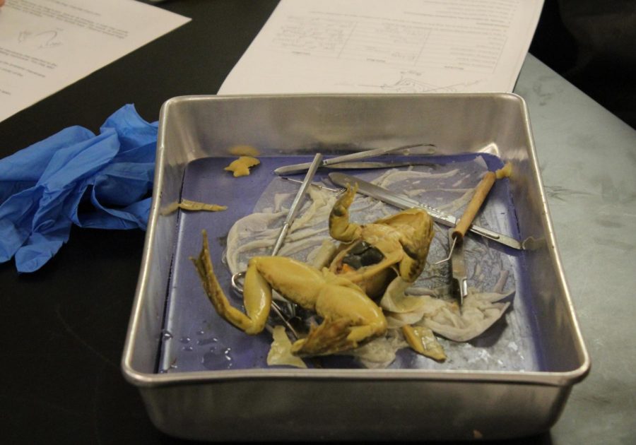 A pungent smell saturates the 700 hallway as Zoology students dive into dissecting a frog. Students receive hands on learning experience as they watch their textbooks come to life before their eyes. This dissection enabled students to enrich their understanding of an organisms internal organs. 