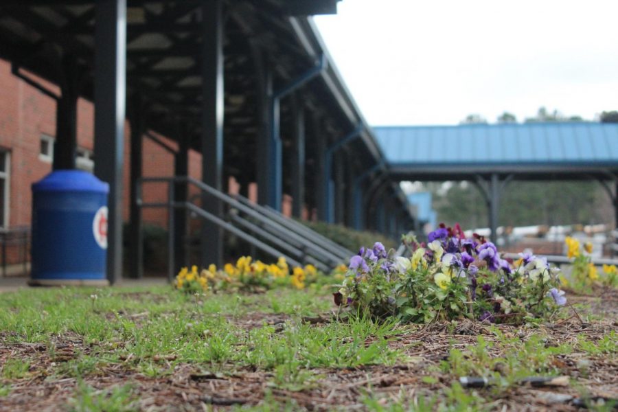 The first flowers of spring bloom in the courtyard as students enjoy a half day on March 11. Several students look forward to enjoying the newly warm weather during their afternoon off. 