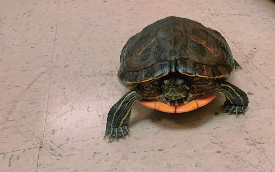 Human Anatomys beloved class pet, Chicken Wing the turtle embraced a rare day of freedom outside of her tank. She spent the entirety of third period prowling Mrs. Adams’ classroom while befriending her students. The class enjoyed spending the duration of class studying the anatomy and physiology of a turtle and comparing it to that of a human. “Having a class turtle is such a cool learning experience. I love getting to learn about my four legged friend and watching her explore the classroom,” NC sophomore Harmony Harvey-Morris said.
