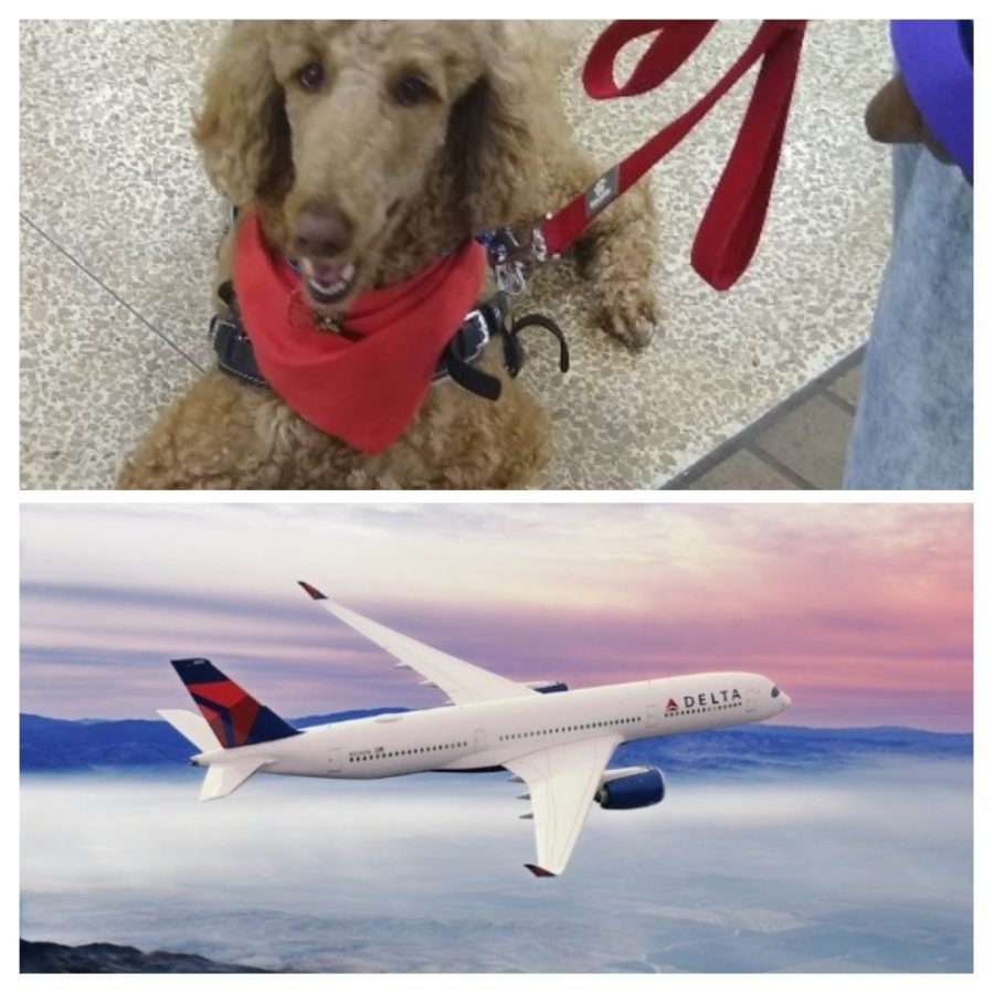 Service dog and Delta Flight. Delta banned Emotional Support Animals from flights starting January 11, following the lead of fellow airlines. Delta’s decision caused varying reactions on all sides of the issue. 