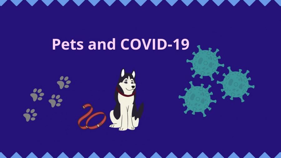 Recently numerous species of animals tested positive with the COVID-19 virus and multiple came back positive. Doctors and physicians shared advice that can help decrease the spread through animals and help if your pet attracts the virus. They also stated how the virus can get spread to certain animals and why those animals specifically. 
