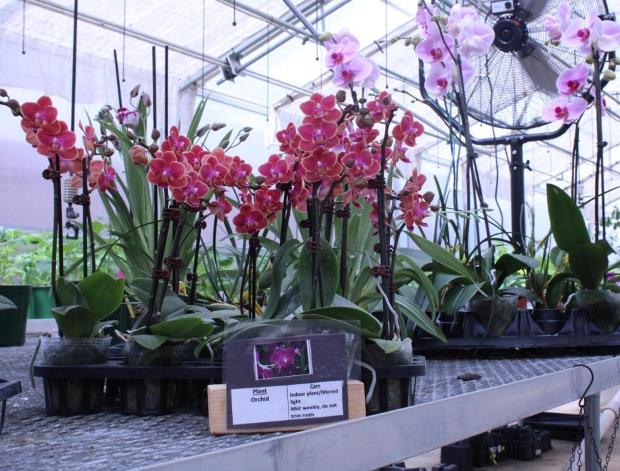 The Greenhouse Gang will host a plant sale May 4 through May 7. On Wednesday through Friday, the shop will open from 3:30 p.m until 5:30 p.m., and on Saturday from 9:00 a.m until 2:00 p.m. The sale will contain flowers, veggies, herbs, succulents amongst other plants. With prices ranging between $3-$10 each plant, certain plants stay in the pot while buyers can remove them and plant them in their yard. The Greenhouse accepts payments in the form of cash or checks addressed to NC Horticulture.