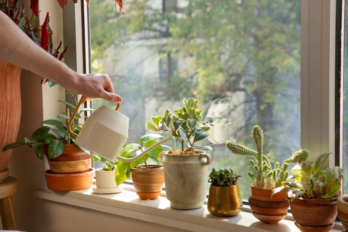 Ancient Egyptians decorated their homes with plants, seeking to infuse the beauty of nature into their living space. Today, over 64% of Americans own at least one houseplant. With over 10,000 species, people can purchase plants at their local department store, or even grow them from seeds. 
