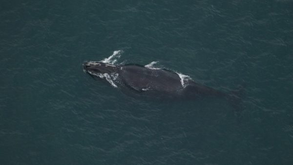 The North Atlantic Right Whale, a species bordering extinction, experienced the birth of the newest baby this season. The newest addition, nicknamed Black Heart, captures the hearts of all conservationists. With the inclusion of past legislation, these whales will see an increase in population in the coming years.