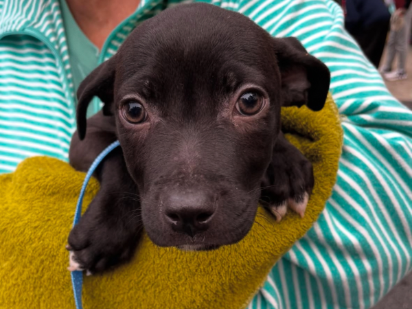 Rescue Warriors, an organization that aids in rehoming stray animals, participates in volunteer work several times a semester. Strays that wait in the shelter for a new home may bear past trauma and the Rescue Warriors offer company to keep them calm while they wait for adoption. Cristina Mayes, a special education and English teacher, leads the group based on her love for animals and plans to continue the club with other animal-loving students.
