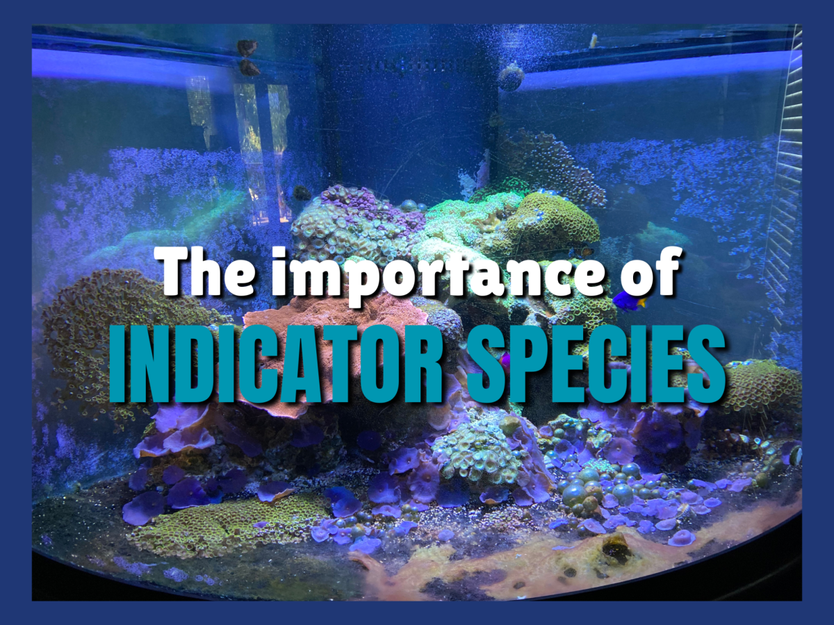 Indicator species represent society’s prosperity but commonly face the repercussions of human progress.